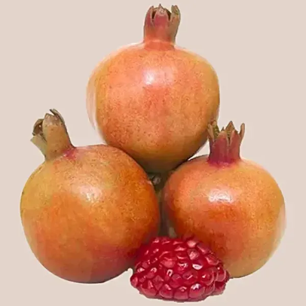 Pomegranate 