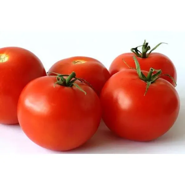 Tamatar 